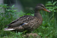 Borlänge Schweden WET 2007