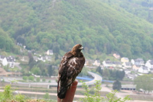 Maiausfahrt Entenstammtisch Rhein-Lahn 2010