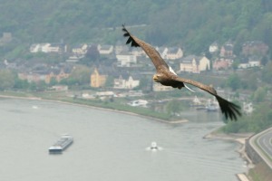 Maiausfahrt Entenstammtisch Rhein-Lahn 2010