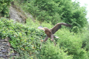 Maiausfahrt Entenstammtisch Rhein-Lahn 2010