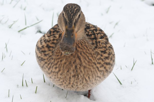 Duck in winter